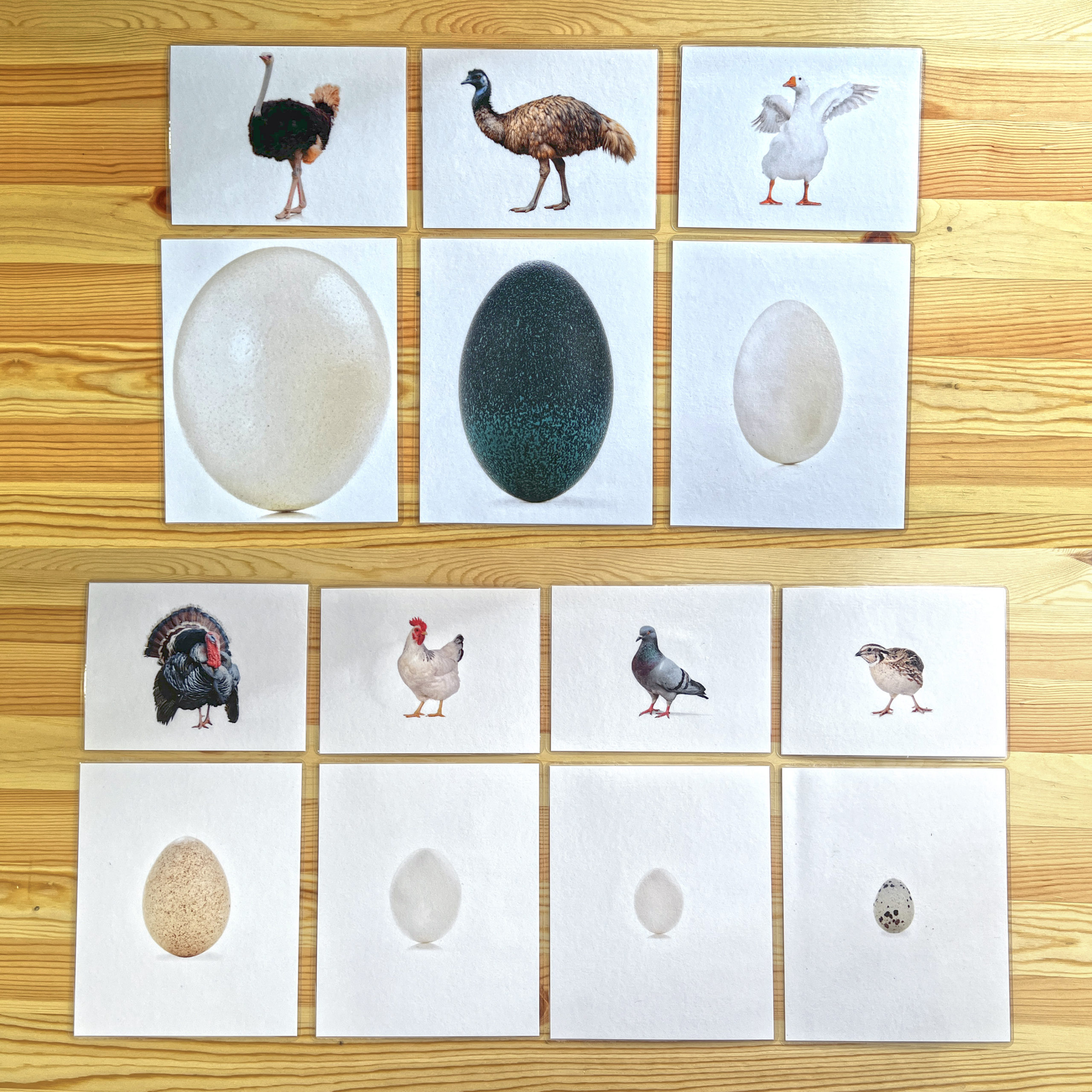 鳥の卵の絵カード作成しました。 | モンテッソーリ教育情報サイト